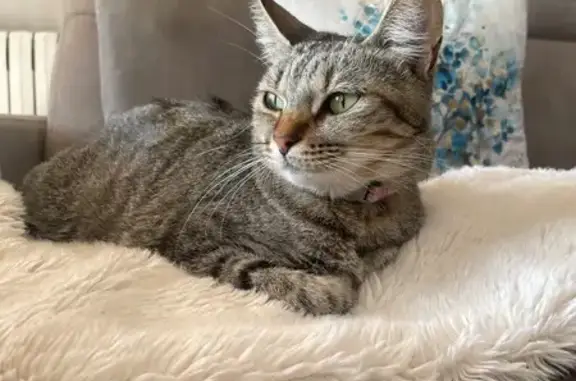 Gatos perdidos, , foto: ¡Gata Gris Atigrada Perdida en Alpicat!