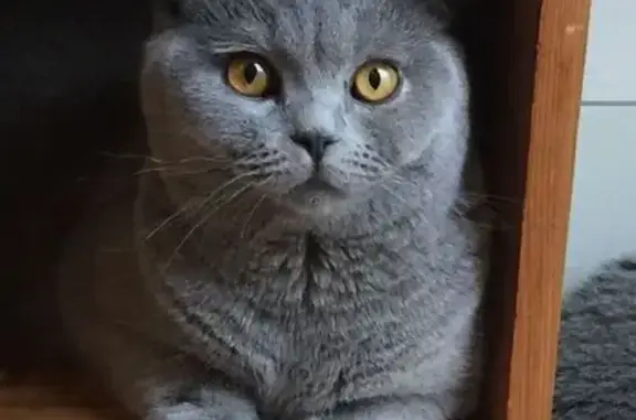 Chat mâle gris perdu, 6 ans, peureux, Royan - photo