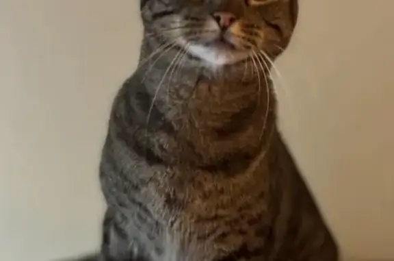 Lost Gray Tabby: Friendly & Soft Fur