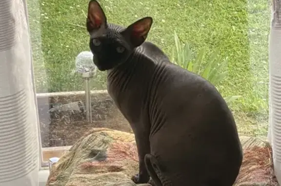 Sphinx noir 5 ans perdu, Sin-le-Noble - photo