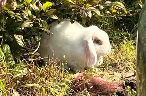 Found Rabbit: White with Fawn...