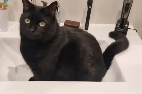 Animaux perdus , photo: Chatte perdue à Vire : Yuumi, 4 ans