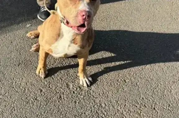Chien trouvé Bully-les-Mines, photo: Chien trouvé Rue Saint-Exupéry, Bully