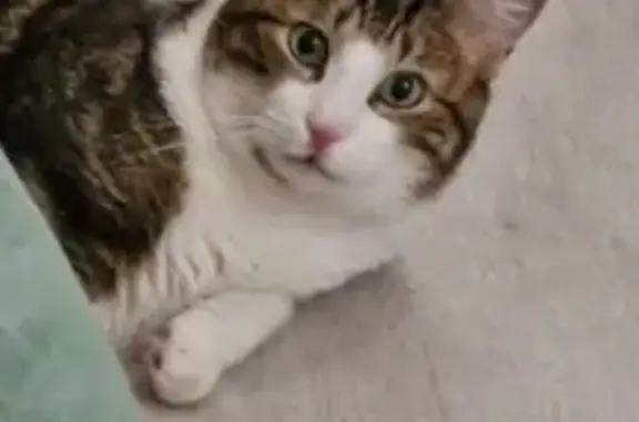 Chat perdu tigré/blanc, tâche menton, Vauvert - photo