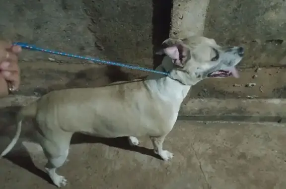 Cachorro encontrado Fêmea (brf001613) - photo