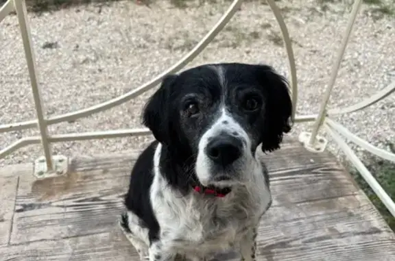 Chien trouvé Chemin de la Coste, Rousson - photo