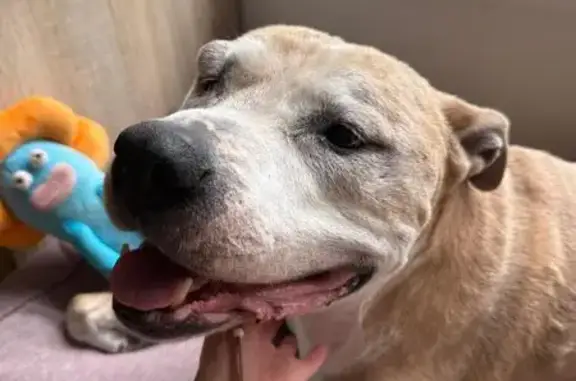 Chien crème 13 ans perdu à Saint-Simon - photo
