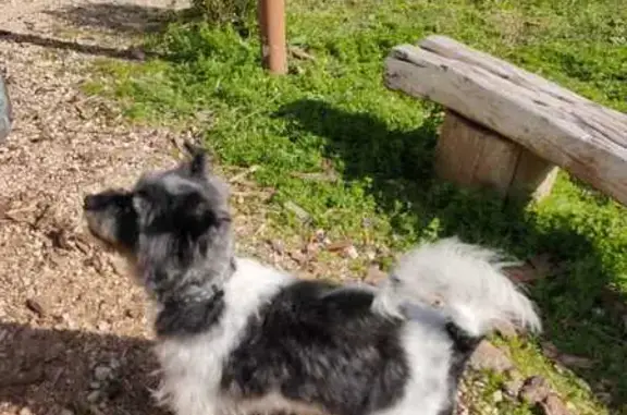 Perro Blanco y Negro Perdido en Jerez