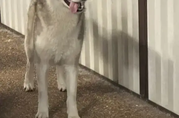 Lost Black & White Husky in Castle Hill