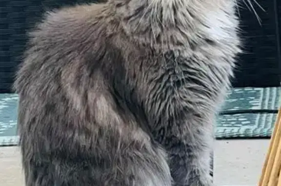 Animaux perdus Nancy, photo: Chat d'intérieur perdu à Nancy