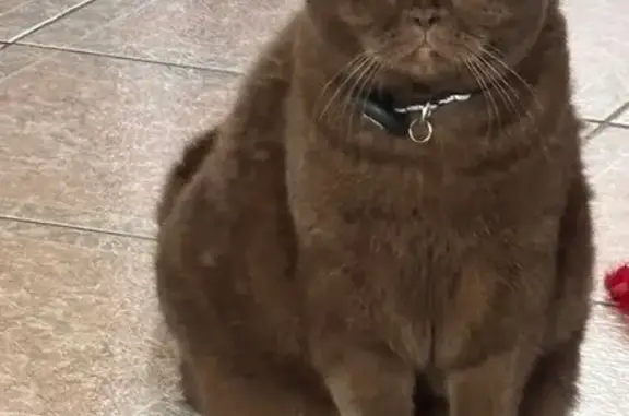 Animaux perdus Préfailles, photo: Chat marron perdu, yeux jaunes, Préfailles