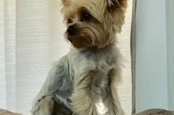 Lost Yorkie: Tan & Silver in Miami