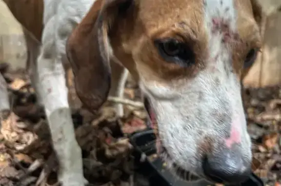 Found dog , photo: Found: Two Female Hunting Dogs in NC