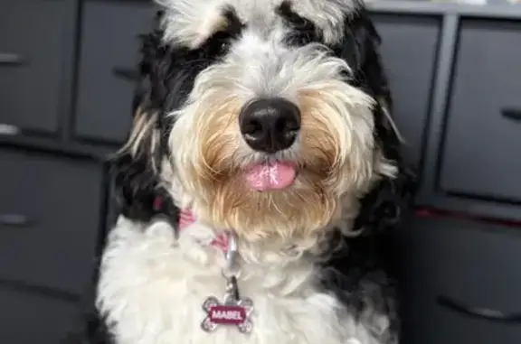 Help Find Mabel: Lost Bernedoodle in CO