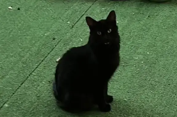 Animaux perdus Vénissieux, photo: Chat noir perdu à Vénissieux