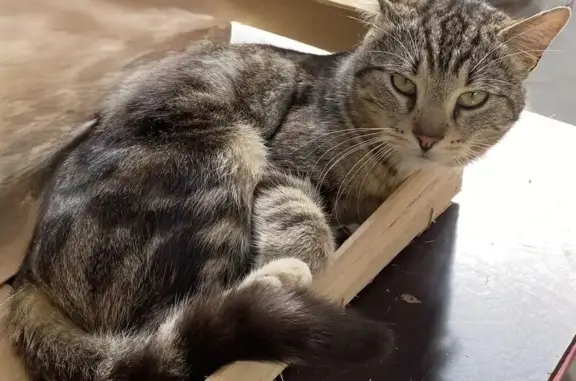 Chat perdu à Loperhet : Bibi, gris rayé - photo