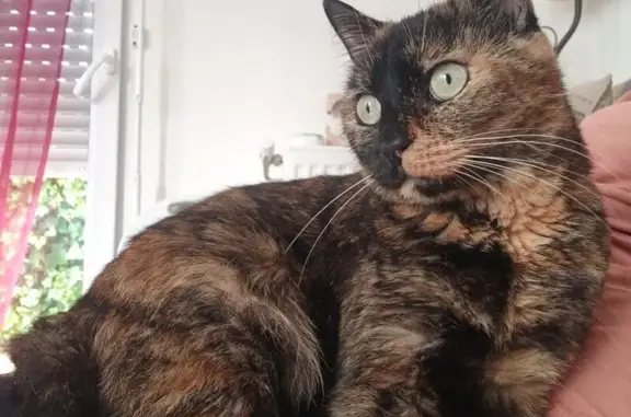 Pixelle, chat écaillé perdu à Seysses - photo