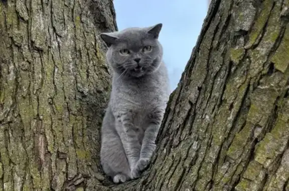 Lost pets Norridge, photo: Lost Grey British Shorthair on Orange Ave
