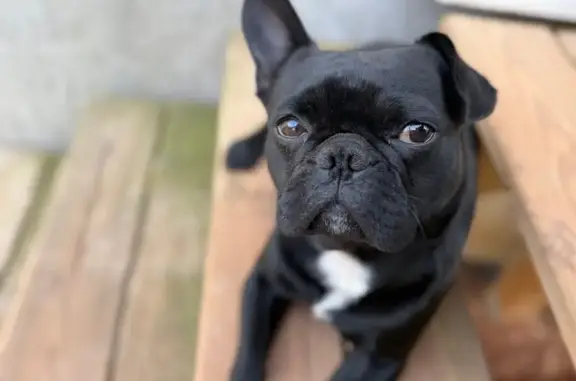 Help Find Shiloh: Missing Black Pug