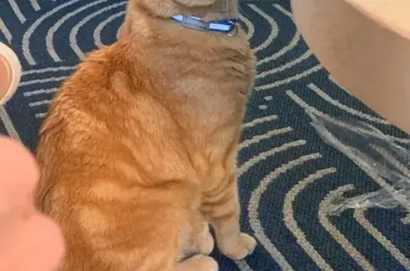 Missing: Friendly 14-Year-Old Orange Tabby