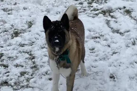 Lost Tri-Color Akita in Grand Blanc
