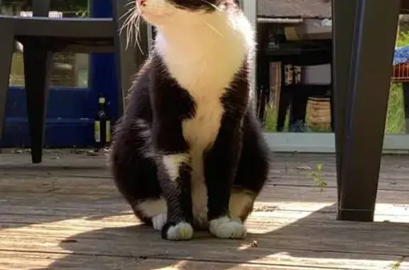 Animaux perdus Albi, photo: Chat noir et blanc perdu à Albi