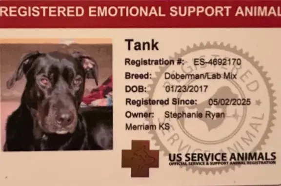 Lost Black Doberman Lab: Help Needed!