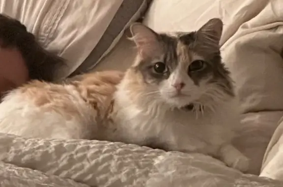 Missing cat Pine Island Center, photo: Lost Cat: White/Orange/Grey in Pine Island