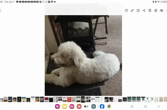 Lost Aussie Doodle: Blue Lifejacket, GA