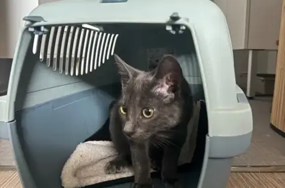 Chat trouvé , photo: Chaton gris trouvé à Château-Gontier