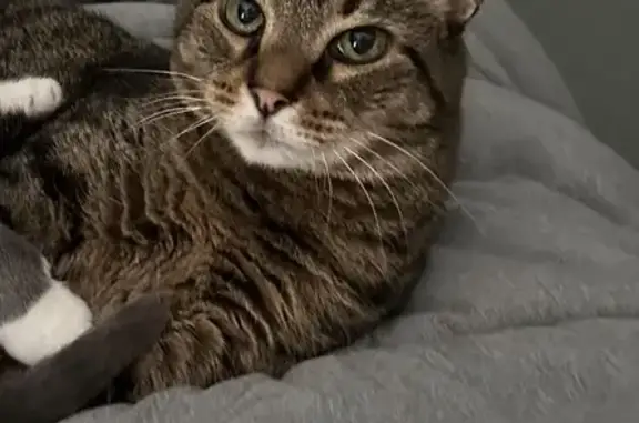 Friendly Brown Tabby Lost on 40th St SW