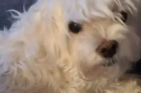 Lost 13-Year-Old Maltese on Canyon Rd