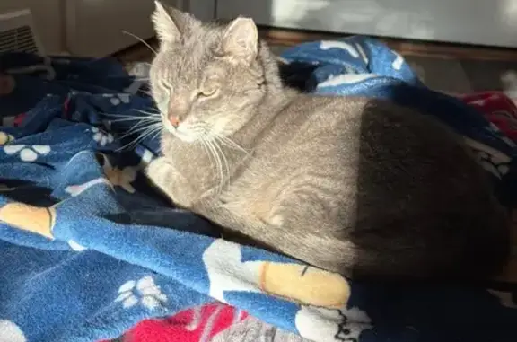 Lost pets Downers Grove, photo: Lost Grey Cat: Chipped Ear in 4216