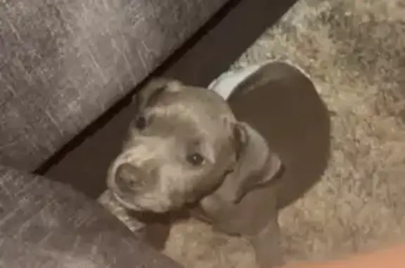 Lost Blue Pit: Reward for Info, Brookhaven