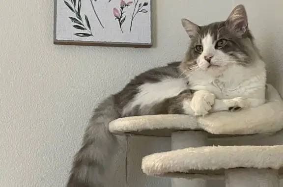 Lost Shy Tabby: Help Find Hollis!
