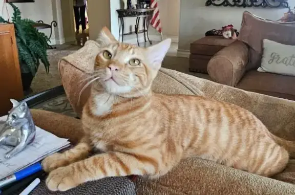 Missing cat Long Beach, photo: Lost: 1yo Orange Tabby, East Willow St