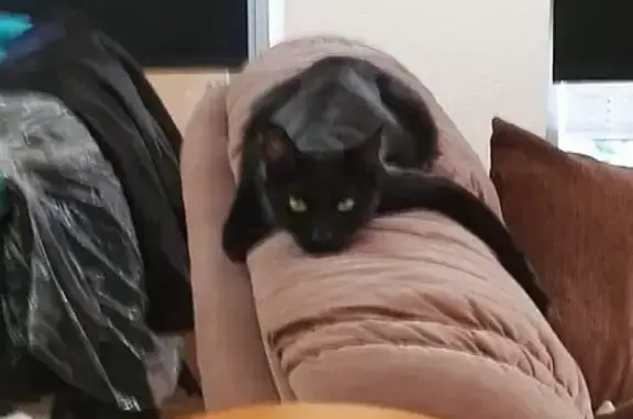 ¿Has visto a nuestro gato negro perdido?