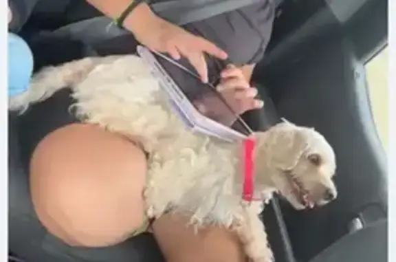 Lost Maltipoodle Rosie: Help Us Find Her!