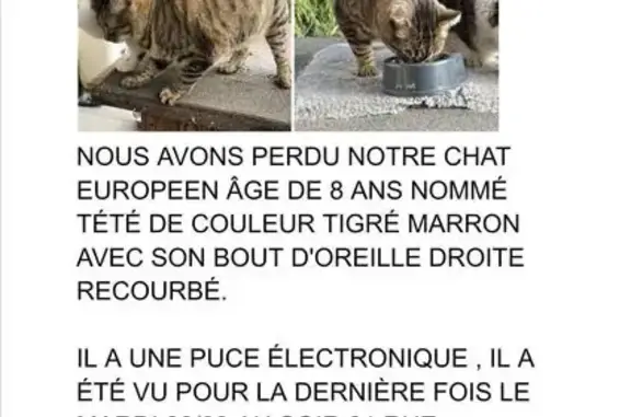Chat tigré marron perdu à Vaires-sur-Marne - photo