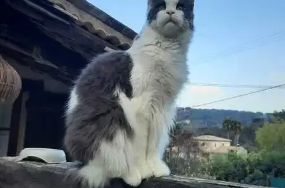 Chat Maine Coon perdu à Roquebrune - photo