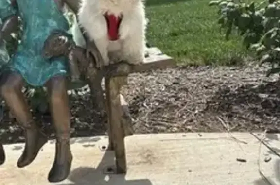 Found pets Olathe, photo: Found Dog on Monterey Lane, Olathe