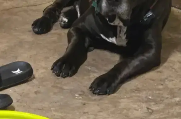 Friendly Lost Dog: Black & White Pit-Lab Mix