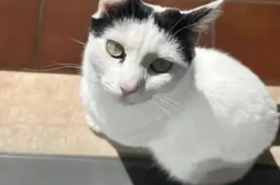 ¡Gatita Blanca y Negra Perdida en Castilla!