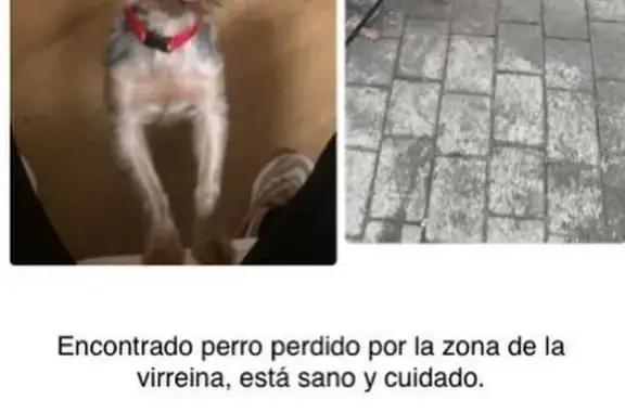 Perro encontrado Malaga, foto: Perro Cariñoso Encontrado en Málaga