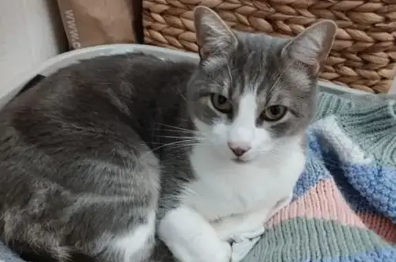 Chat perdu, Rennes, photo: Chat gris perdu à Rennes, collier bleu