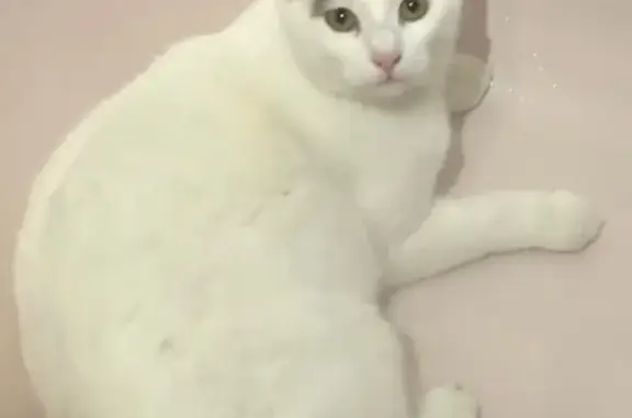Chat blanc perdu, tâche noire, Elvange - photo