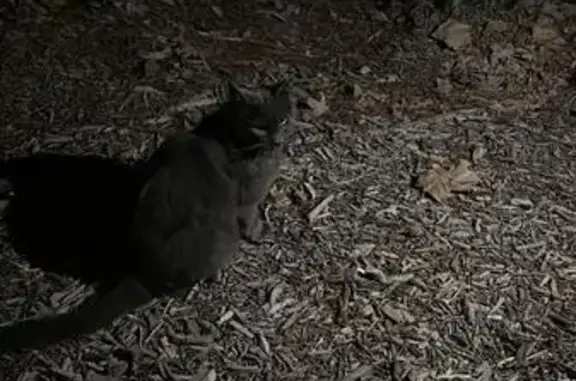 Gato encontrado Madrid, foto: Gato Gris Semilargo en Paseo del Ángel