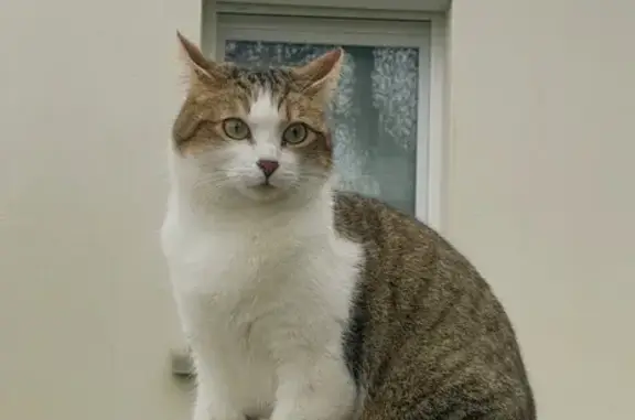 Chatte tigrée perdue à La Haie-Fouassière - photo