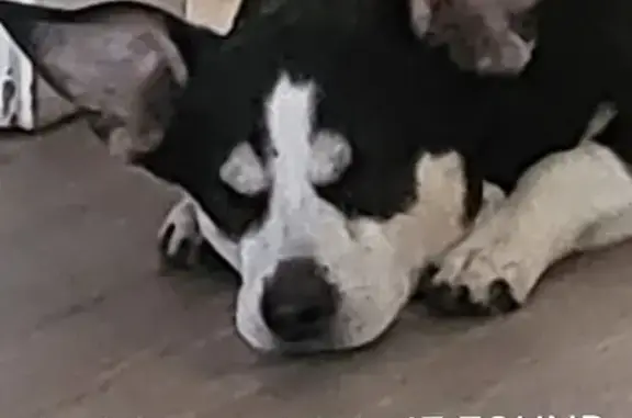Lost: Black & White Beagle Mix in Robertsdale