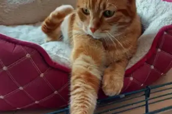 Chat tigré roux perdu à La Pierre - photo